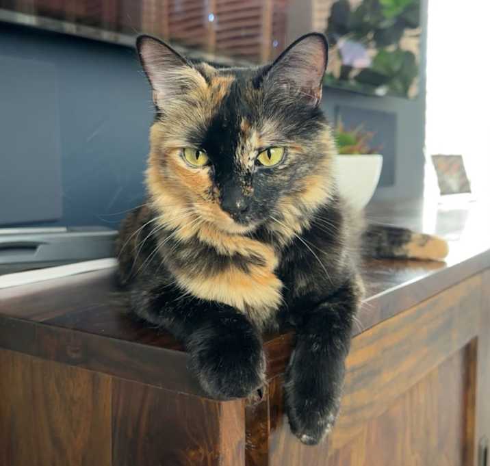 Photo of Cleo