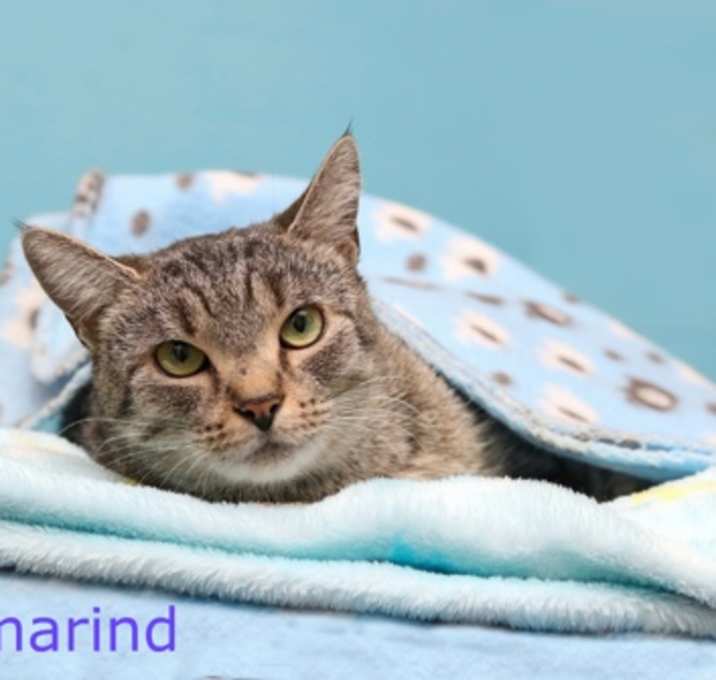 Photo of Tamarind