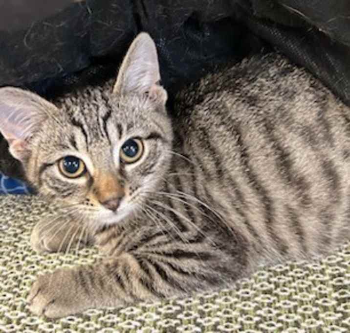 Photo of Lark