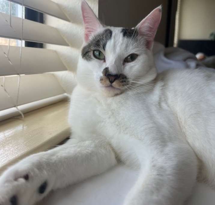 Photo of SIMBA