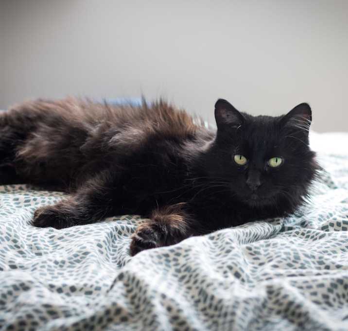 Photo of Lancelot 
