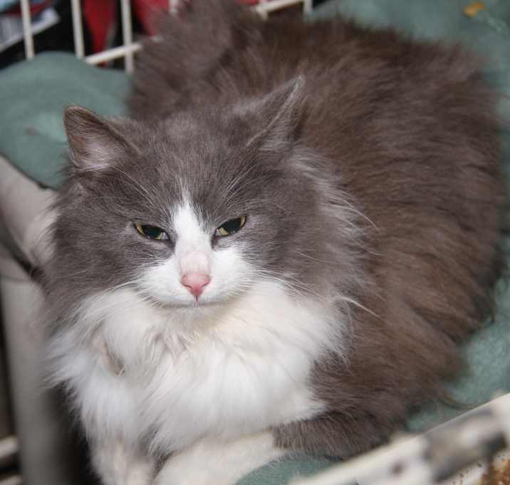 Photo of Wild Strawberry (Spayed)