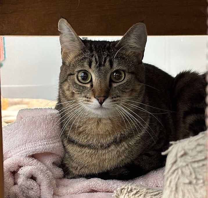 Photo of Sesame