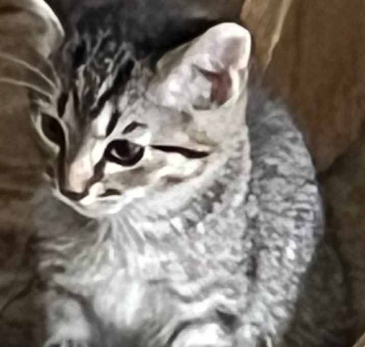 Photo of Tommy
