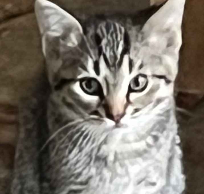 Photo of Tony