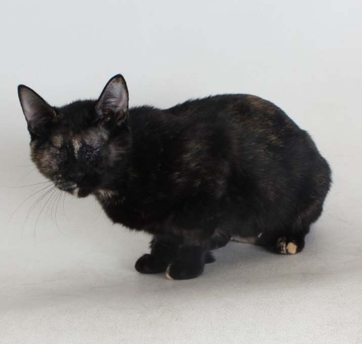 Photo of Sweet Potato