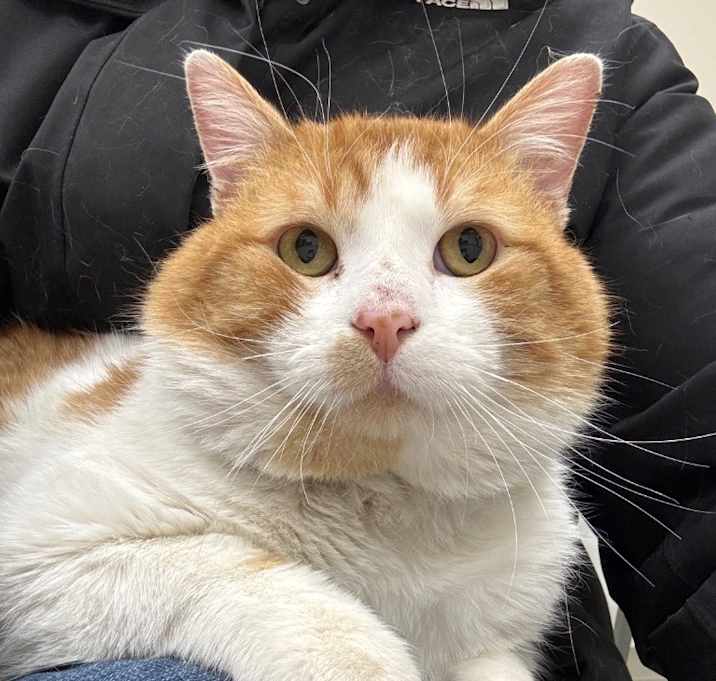 Photo of Sherbert