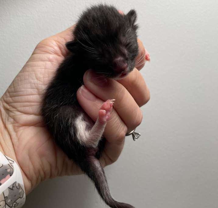 Photo of Umbra/Gabby-Gertie