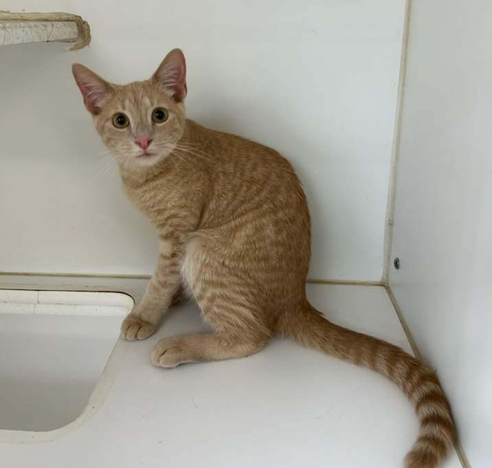 Photo of Mittens
