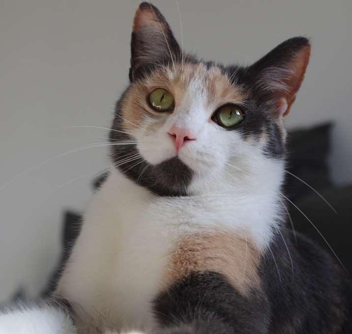 Photo of Pumpkin