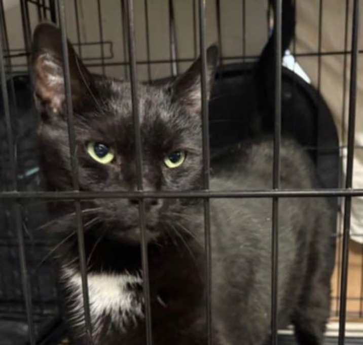 Photo of JANIE (FRONT DECLAW)