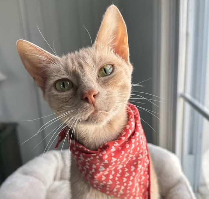 Photo of Misty