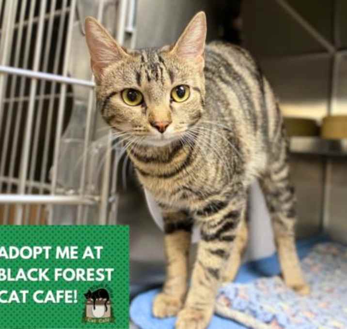 Photo of KIT-KAT TABBY-KAT