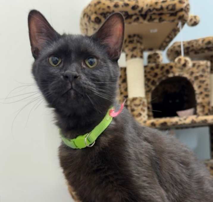 Photo of Slinky