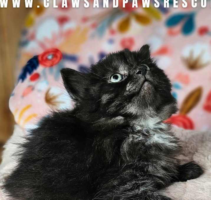 Photo of Pansy