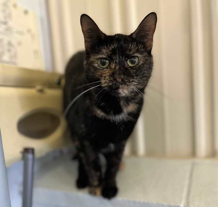 Photo of Gin