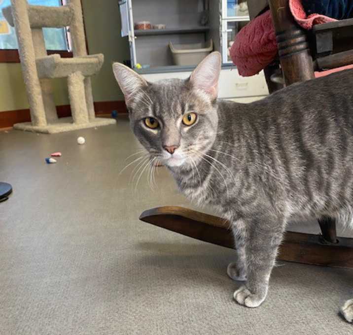 Photo of Mr. Meow
