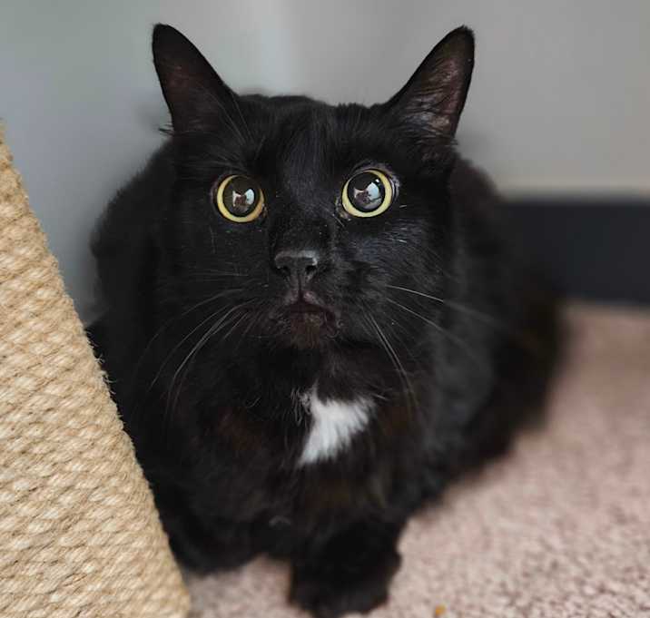 Photo of Toothless Dragon