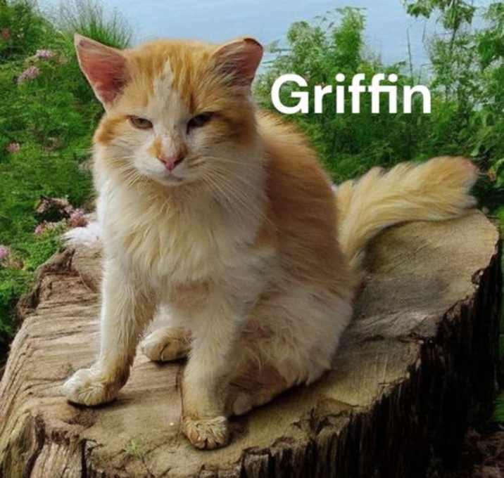 Photo of Griffin