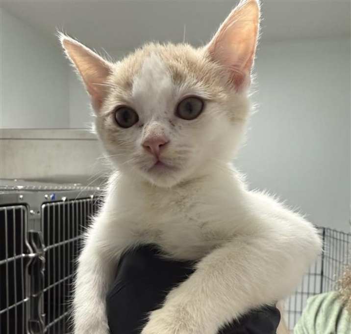 Photo of Peach