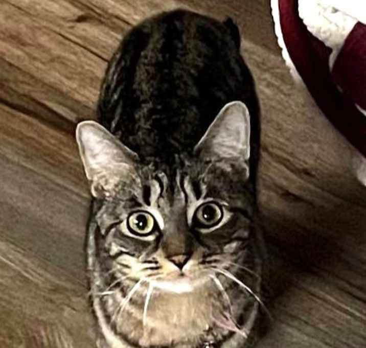 Photo of Sheba