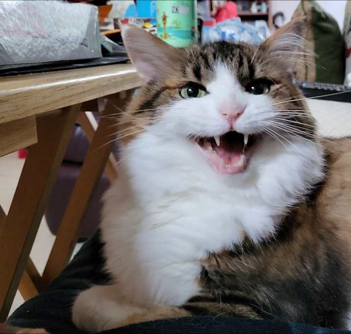 Photo of Tinkerbell