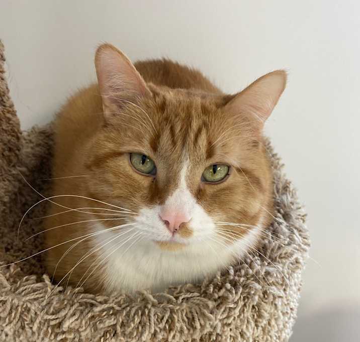 Photo of Cola 