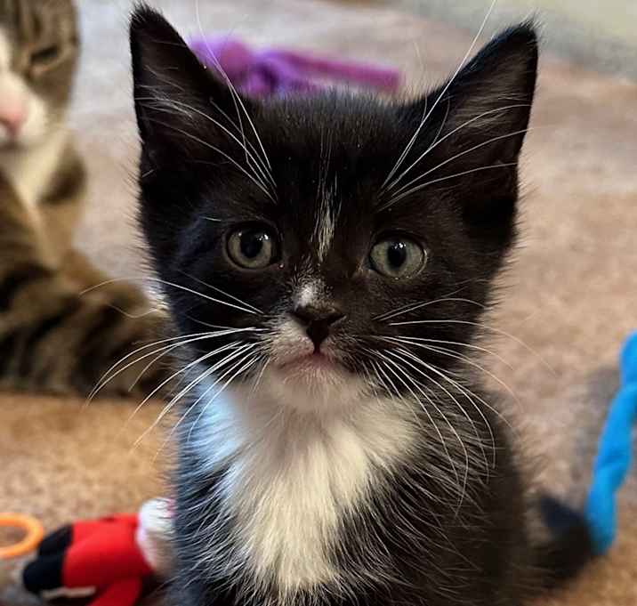 Photo of 5 Baby Kittens