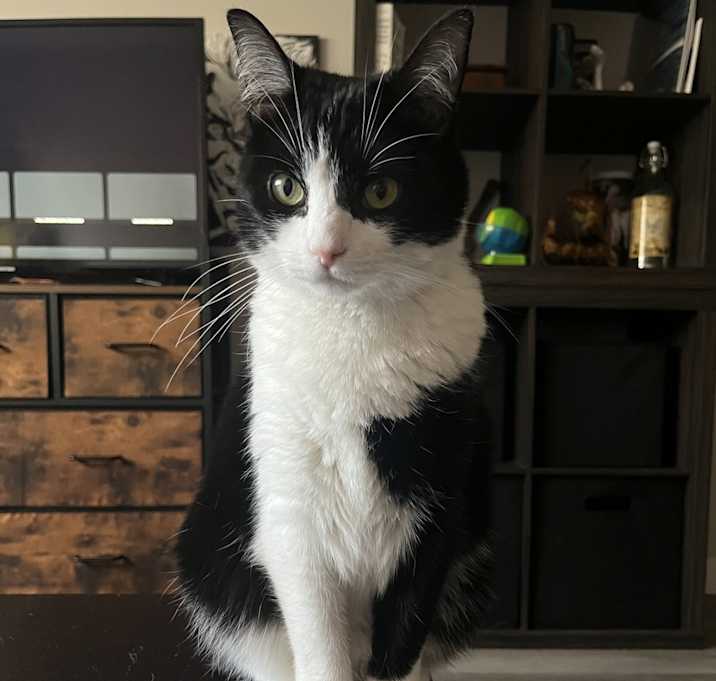 Photo of Jynx
