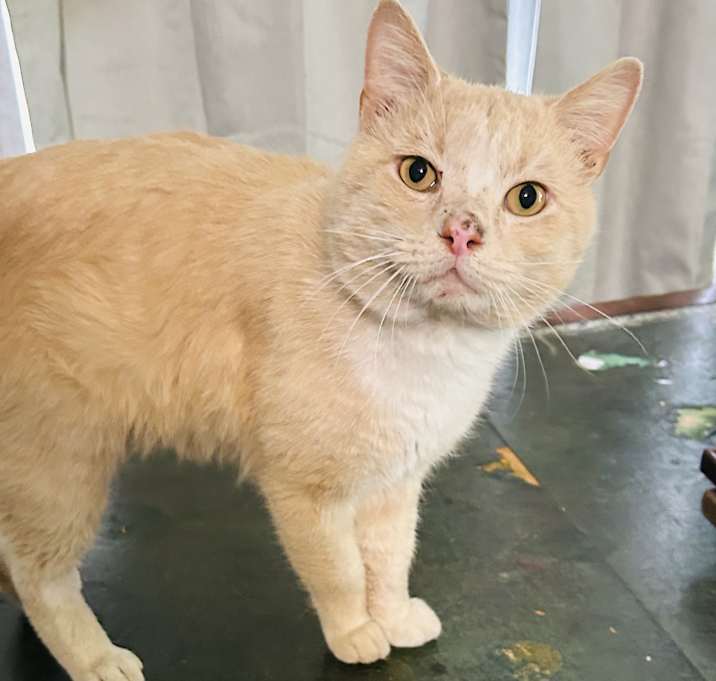 Photo of biscuit
