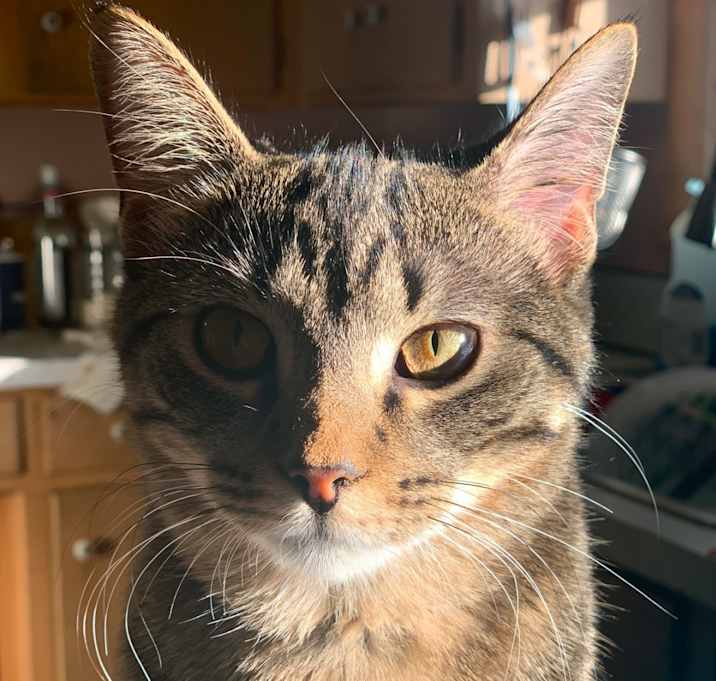 Photo of Kitty