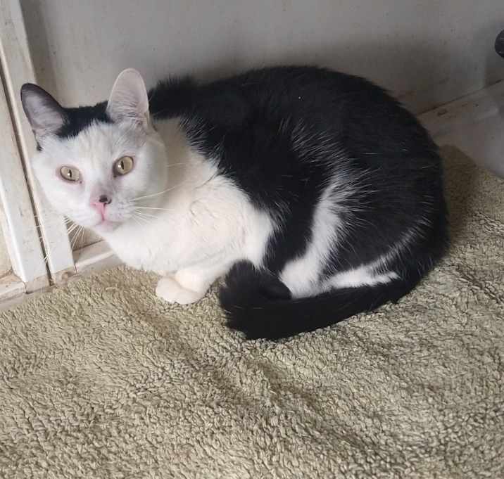 Photo of Spot