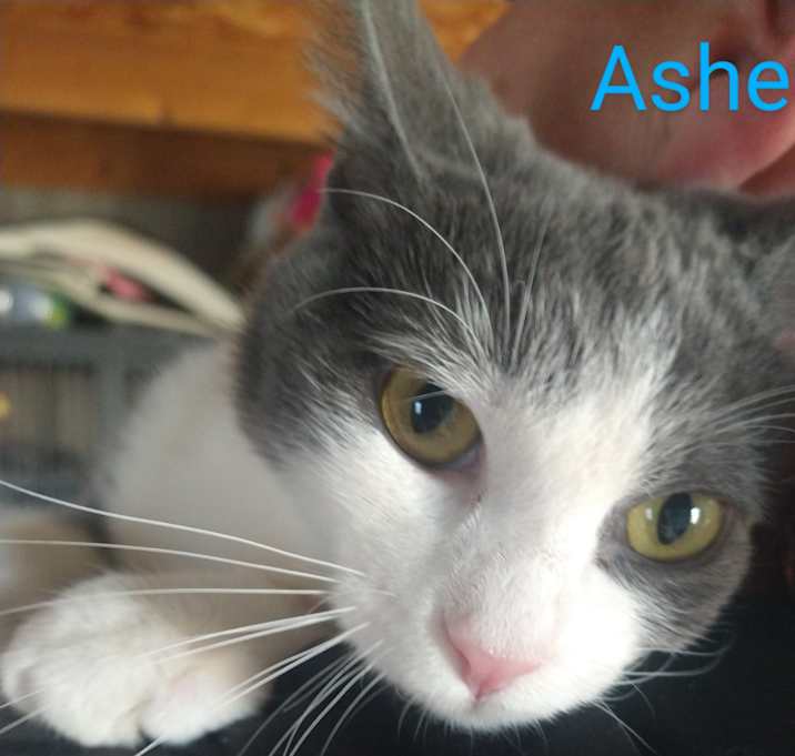 Photo of Asher