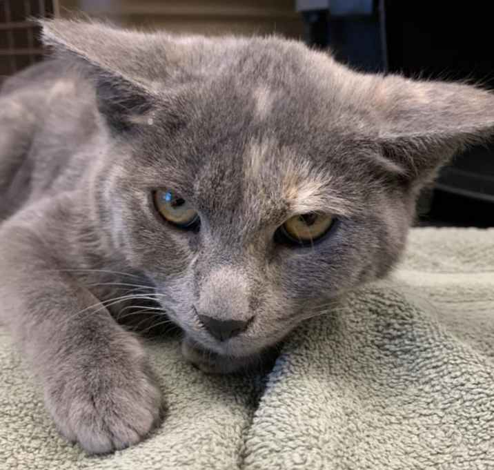 Photo of PETUNIA