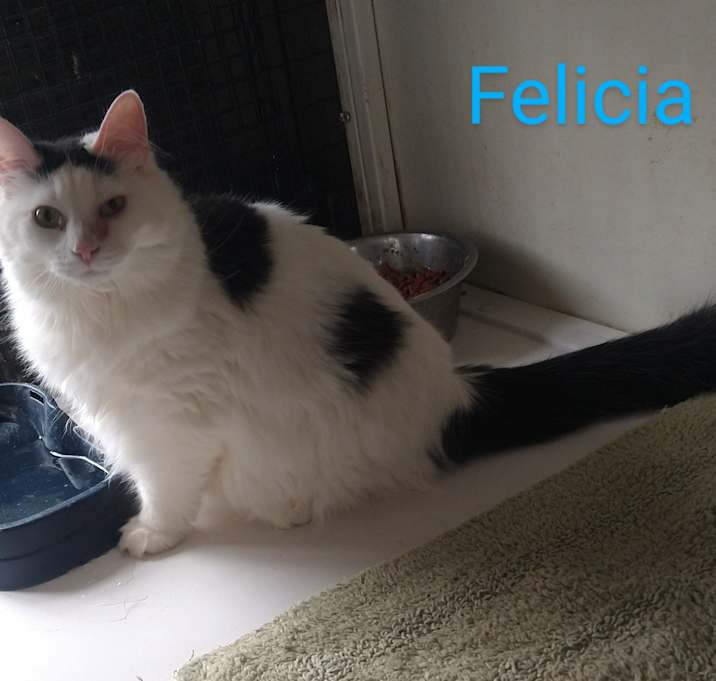 Photo of Felicia