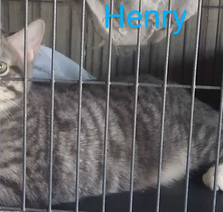 Photo of Henry