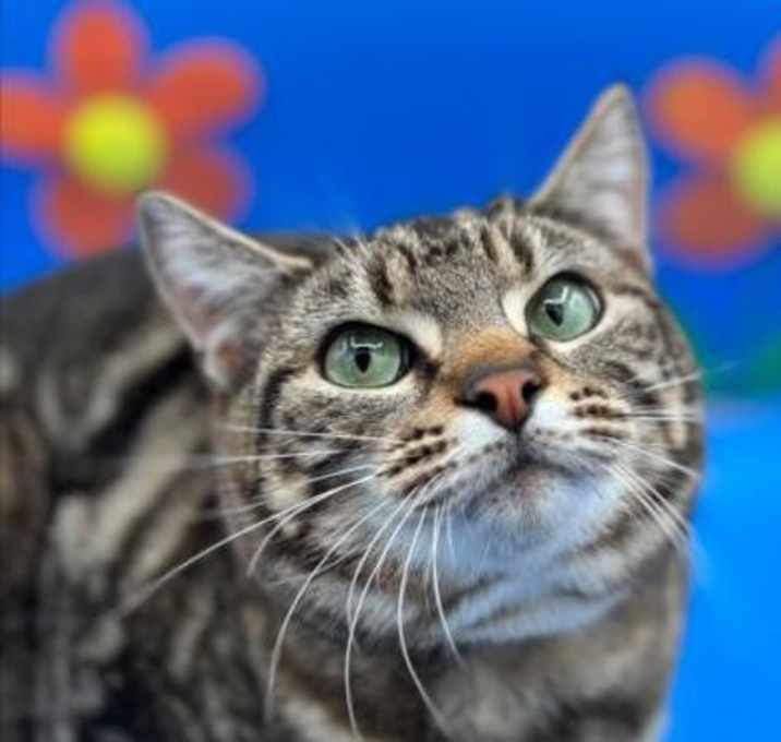Photo of Sweetheart