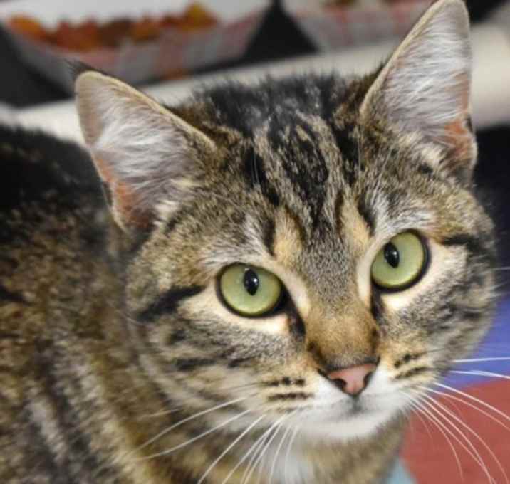 Photo of Missy