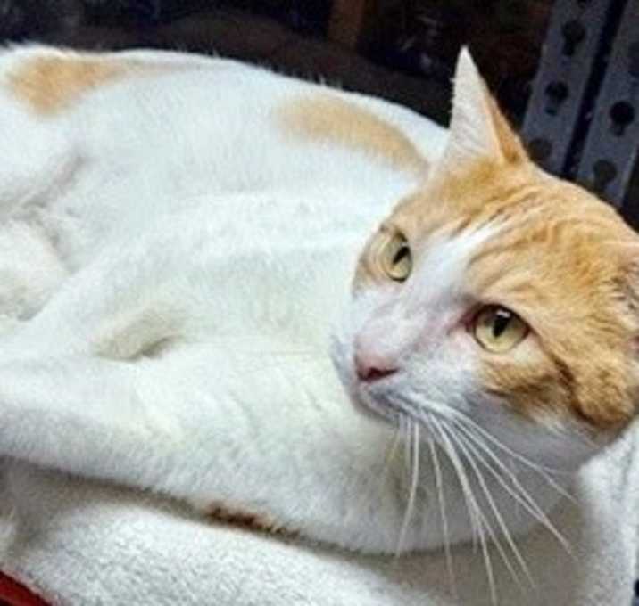 Photo of Sol