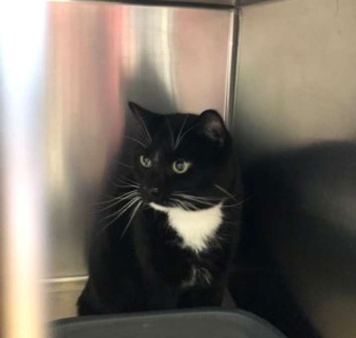 Photo of Cookie