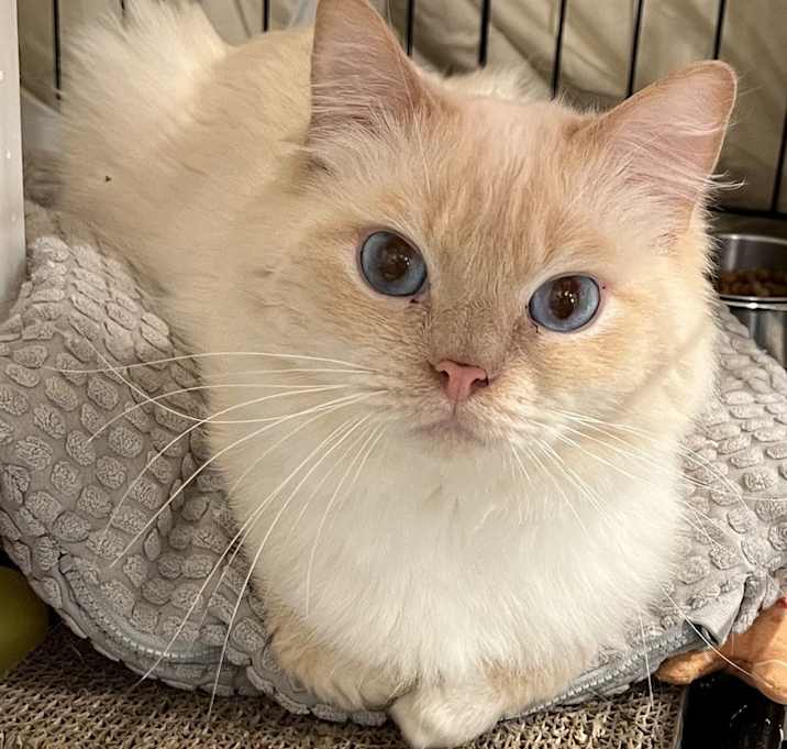 Photo of Sandman