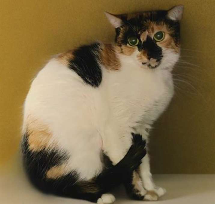 Photo of CALI