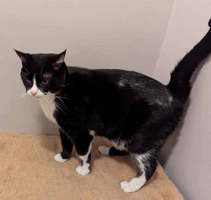 Photo of Goosie