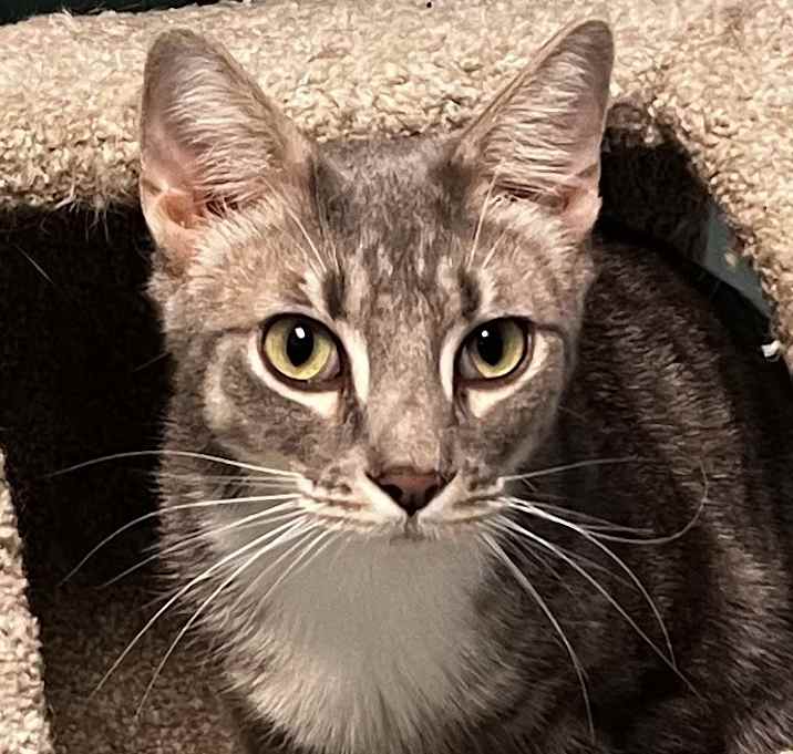 Photo of Electra
