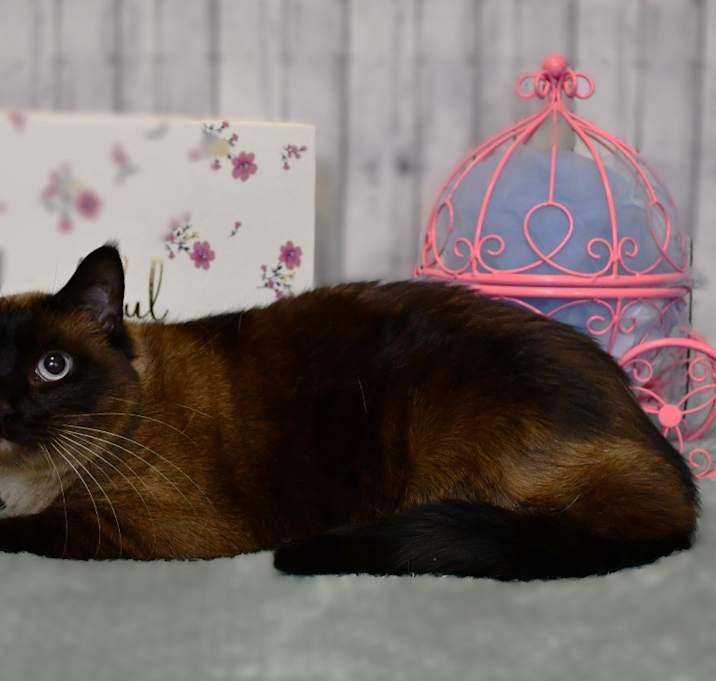 Photo of Lulu