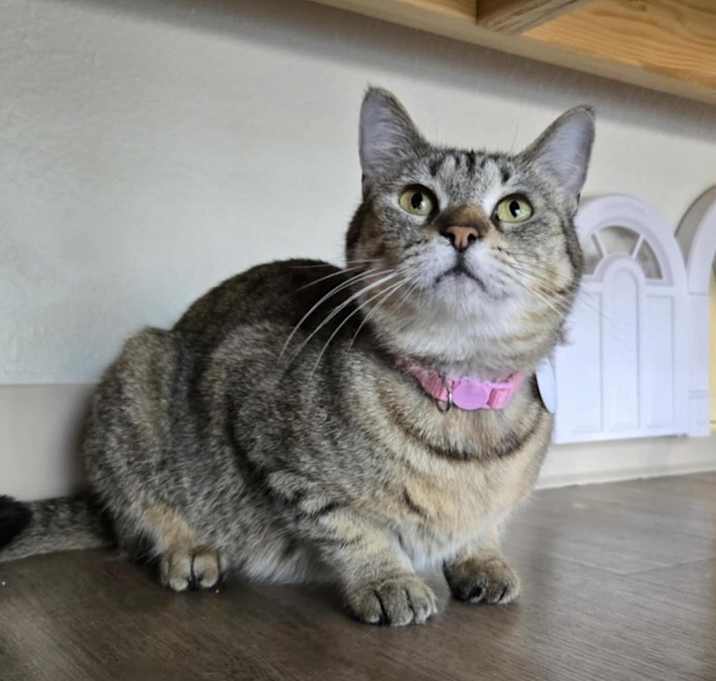 Photo of Tigerstar