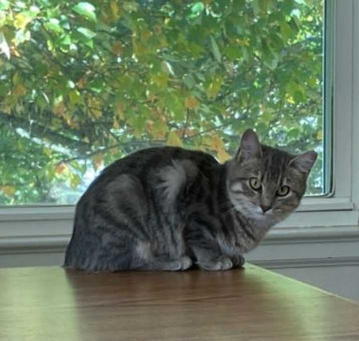 Photo of SMOKEY