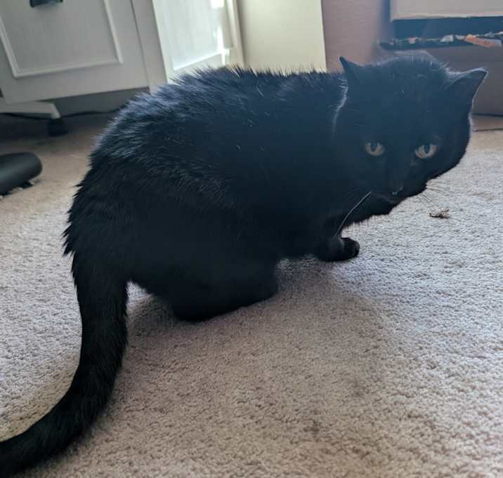 Photo of Kitty