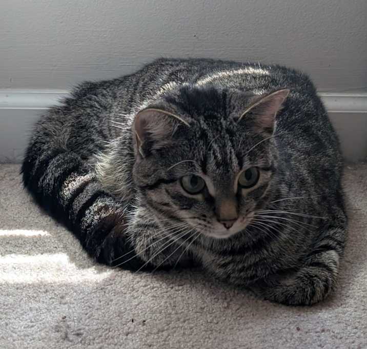Photo of Cat