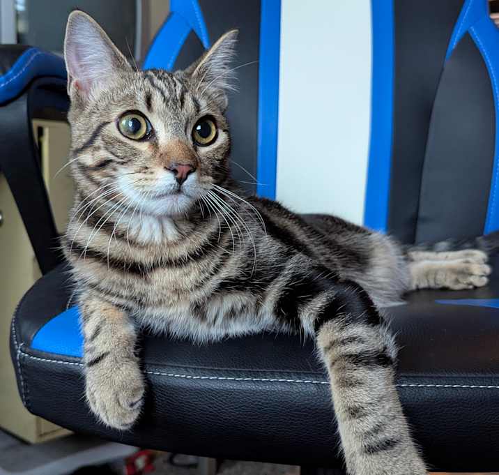 Photo of Kip